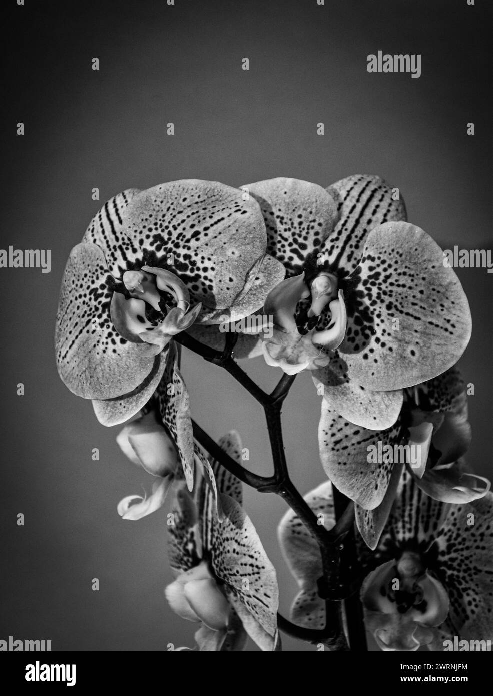 Monochromes Bild von drei Orchideen in einer Vase auf einem Tisch Stockfoto