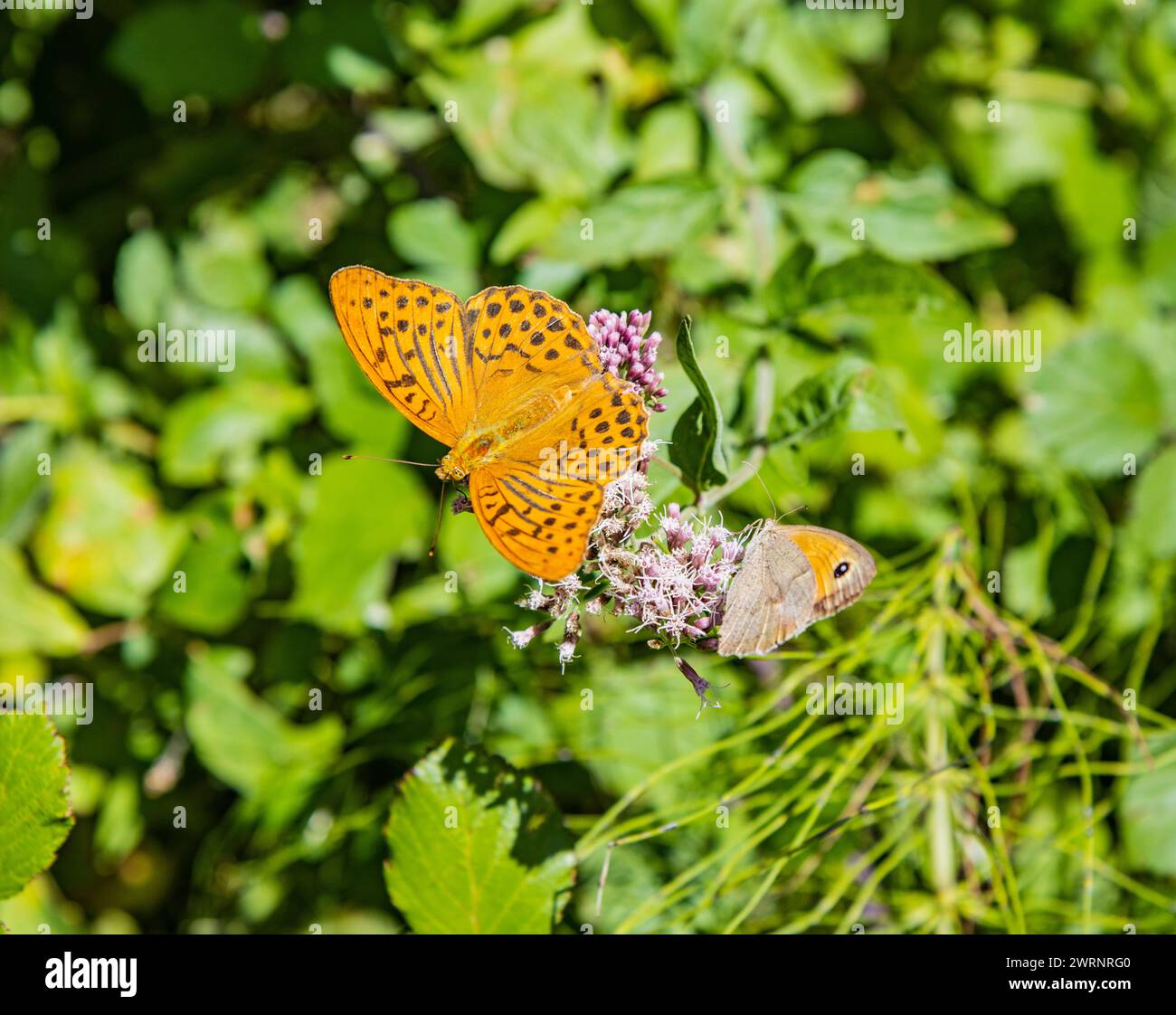 Makrofoto eines wunderschönen orange-schwarzen Schmetterlings, der auf einer Wildblume sitzt. Im Hintergrund die grünen Blätter eines Busches. Nahaufnahme. Insekten, Fauna, Stockfoto