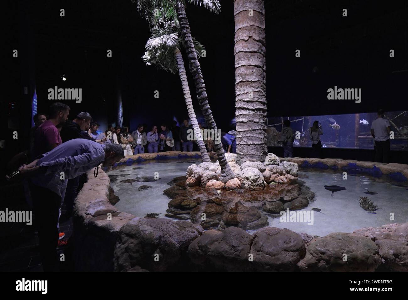 Besucher beobachten Fische beim Schwimmen im Gottesman Family Israel Aquarium, das der Erhaltung der aquatischen Lebensräume Israels gewidmet ist. Israel Stockfoto
