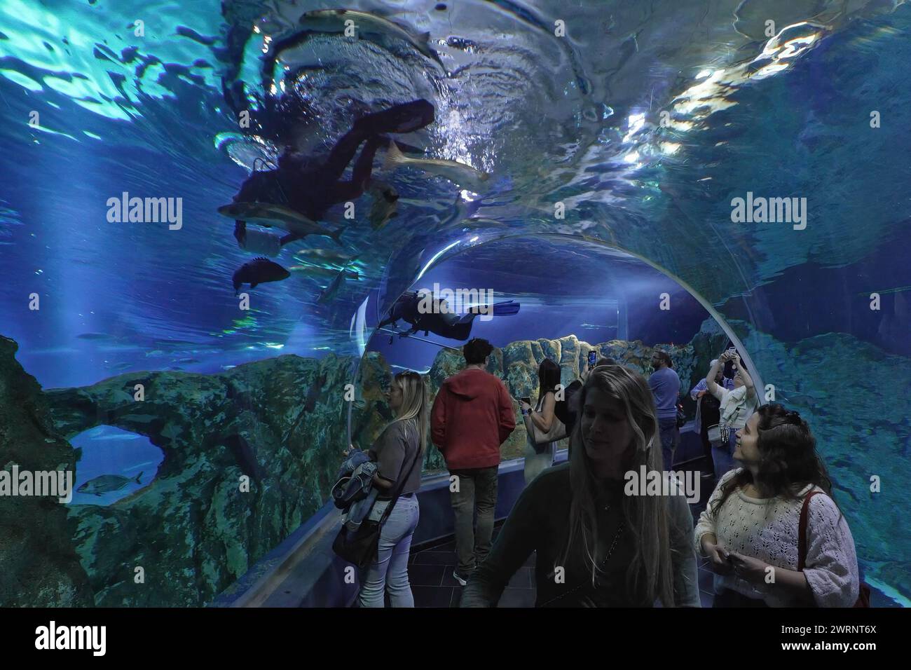 Israelis spazieren durch einen glasüberdachten Gang und beobachten Fische beim Schwimmen im Gottesman Family Israel Aquarium, das der Erhaltung der aquatischen Lebensräume Israels gewidmet ist, in Jerusalem. Israel Stockfoto