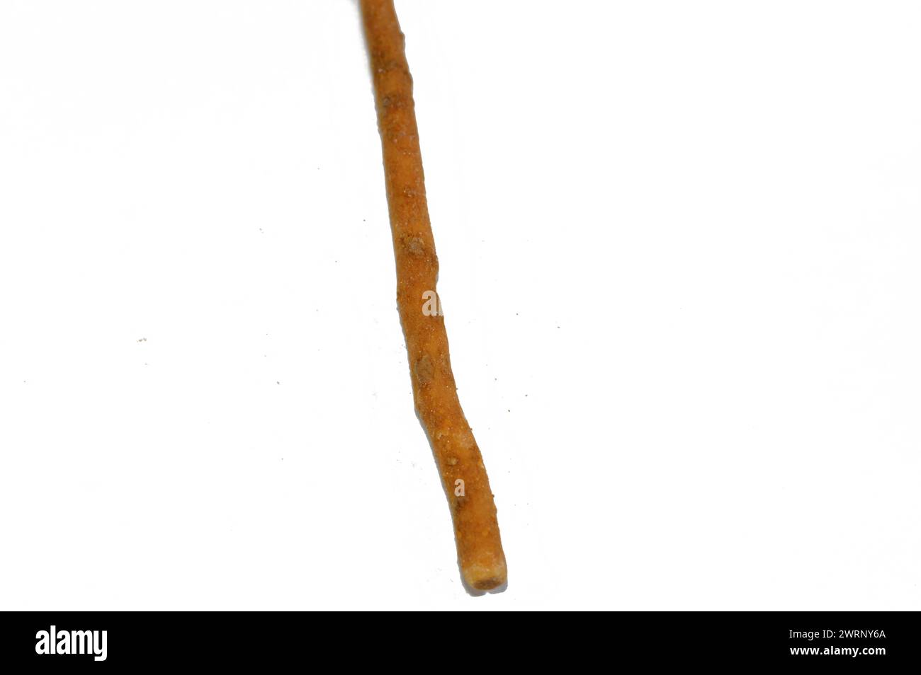 Der Miswak ist ein traditioneller Miswak-Stick, der aus dem Salvadora persica-Baum hergestellt wird und effektiv als natürliche Zahnbürste für Zähne verwendet wird Stockfoto