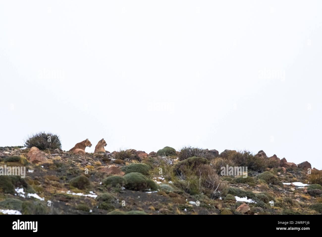 Puma Wandern in Bergumgebung, Nationalpark Torres del Paine, Patagonien, Chile. Stockfoto