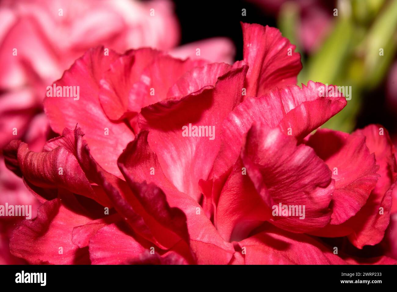 Ein Abstact Nahaufnahme von rosa und roten Blüten-Blüten Stockfoto