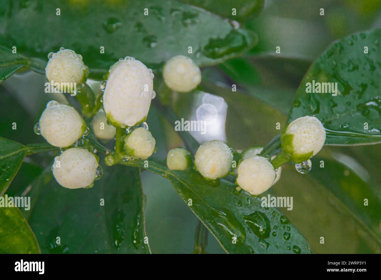 Orangenblütenknospen werden sich mit Tropfen Tauwasser öffnen Stockfoto