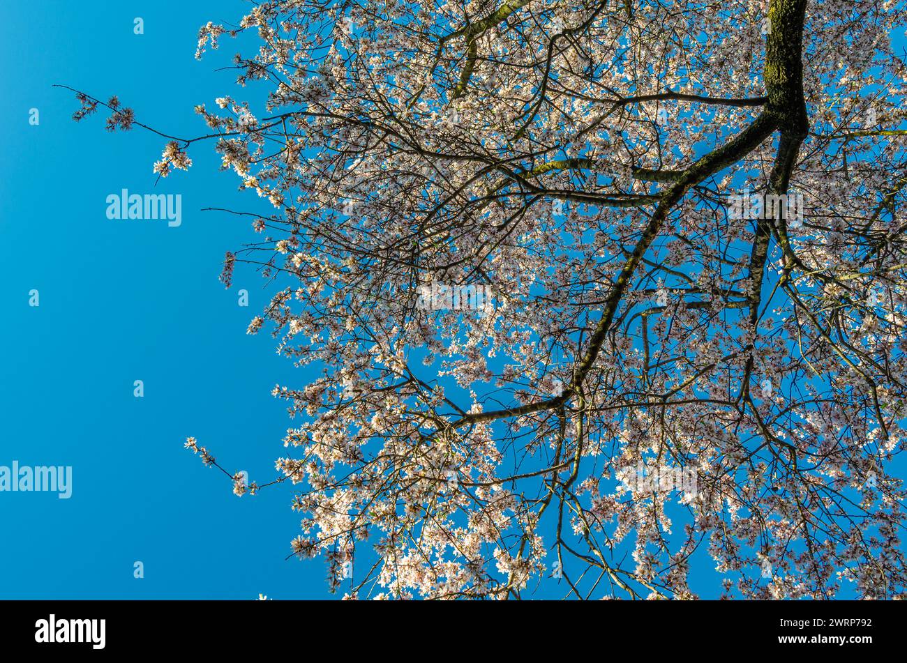 Mandelbäume blühen im Frühling im Park Quinta de los Molinos in Madrid, Spanien Stockfoto