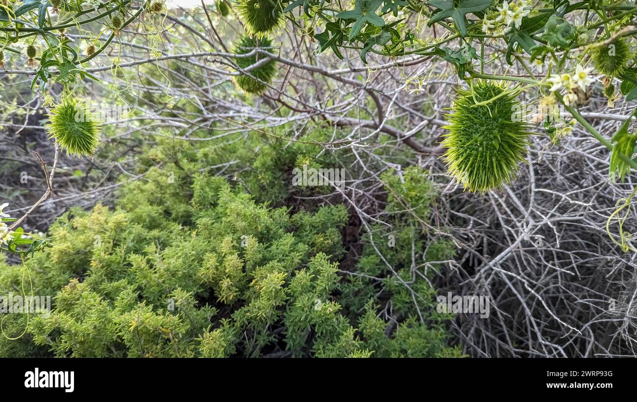 Nahaufnahme von grüner Wildgurke (Marah fabacea), die an einer Rebe hängt. Stockfoto