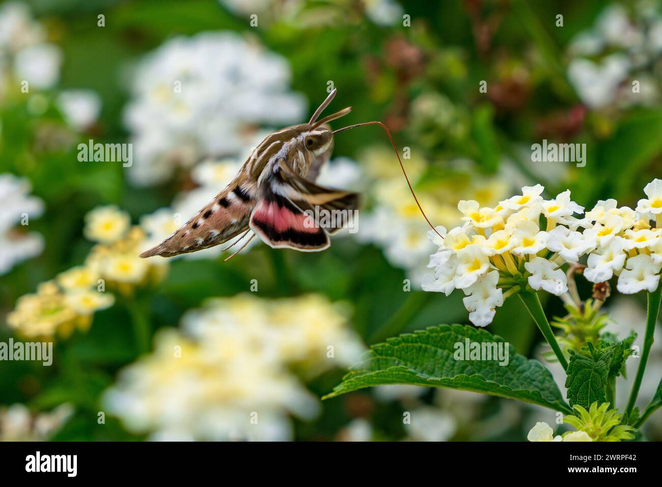 Nahaufnahme eines weiß-gesäumten Sphinx-Motten mit langer Zunge oder Vorfuß in einer weißen Lantana-Blüte. Stockfoto