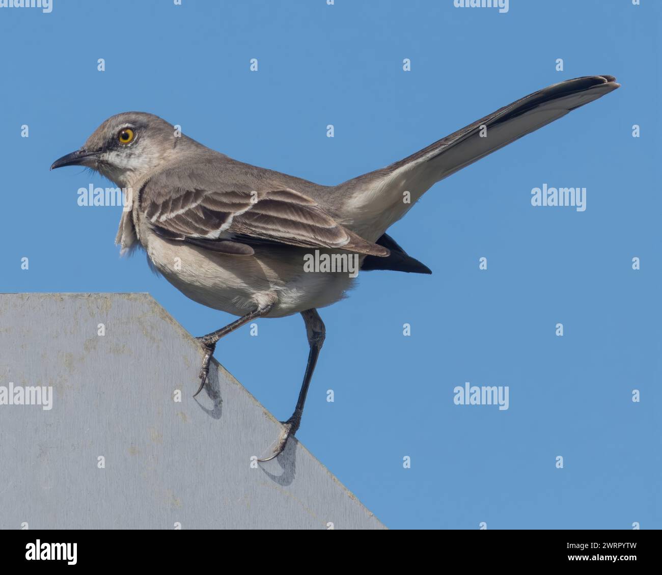 Nördliche Mockingbird, Erwachsener. Palo Alto Baylands, Santa Clara County, Kalifornien, USA. Stockfoto