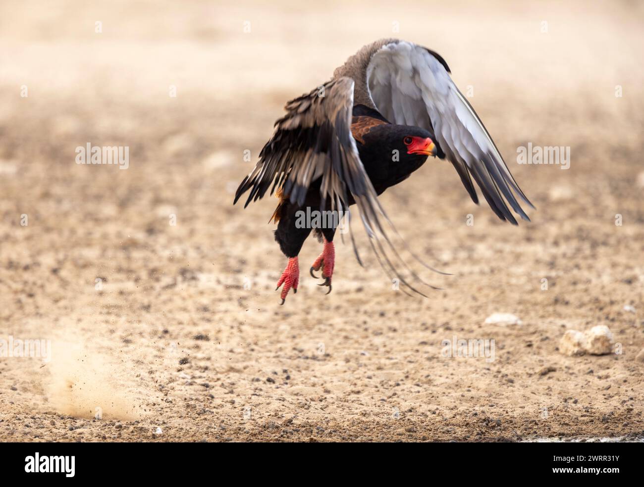 Bateleur (Terathopius ecaudatus) Adler, der abhebt Stockfoto