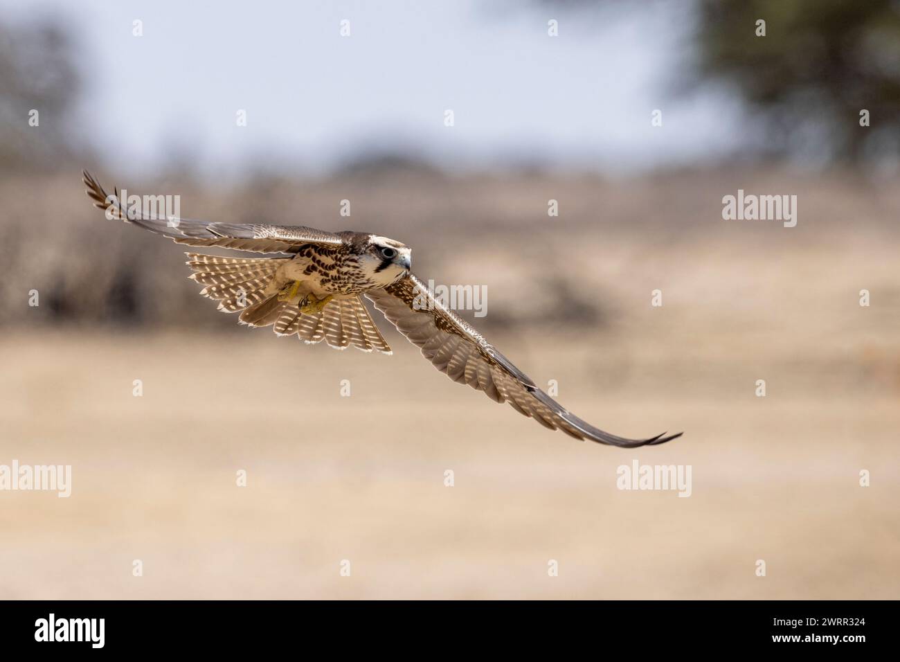 Lanner Falke (Falco biarmicus) im Flug Stockfoto