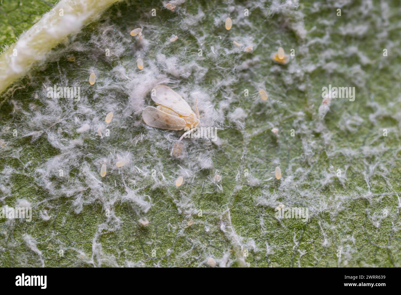 Whitefly (Pflanzenschädling) mit Eiern auf der Unterseite von Maulbeerblättern Stockfoto