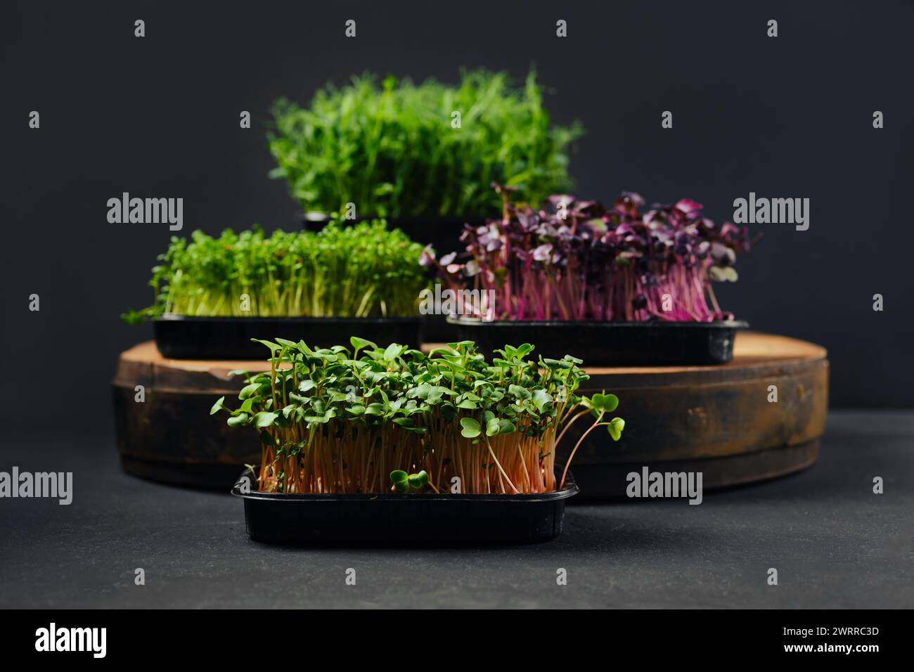 Niedriges Foto von Rettich, sango, Brunnenkresse und Erbsenmikrogrün-Sprossen in Tabletts auf schwarzem Hintergrund Stockfoto