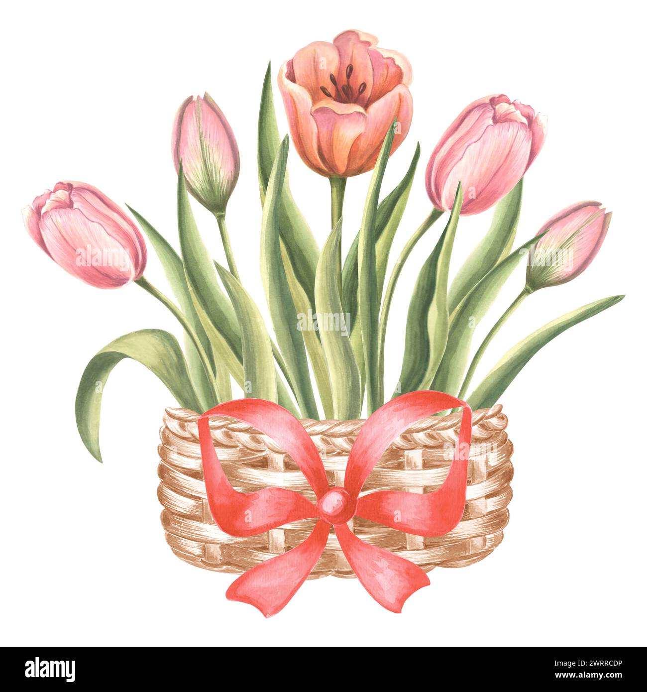 Tulpenstrauß in Vintage-Korb mit roter Schleife. Frühlingsgartenblume. Isolierte handgezeichnete botanische Illustration mit Aquarellen. Zeichenvorlage mit Blumenmuster für Stockfoto
