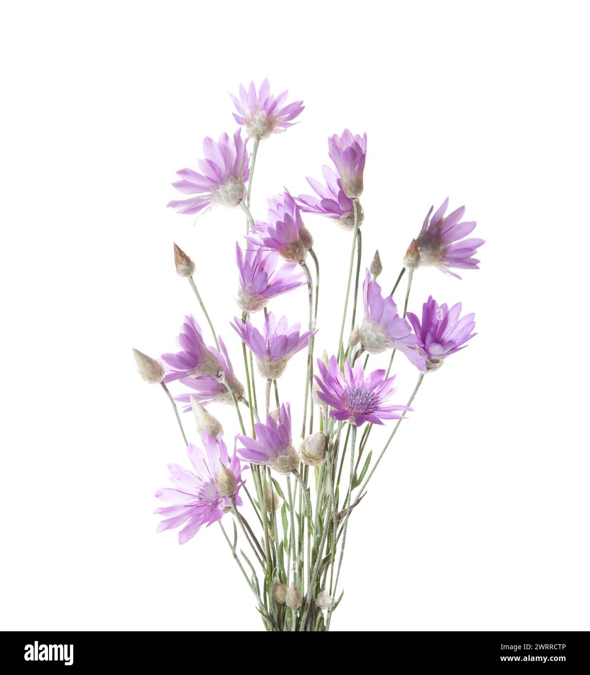 Strauß von Xeranthemum annuum (Immortelle) Blumen isoliert auf weißem Hintergrund. Stockfoto