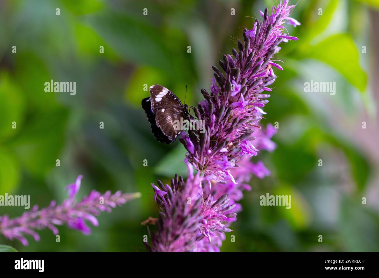 Eine Nahaufnahme eines lebendigen Schmetterlings auf einem Blatt, umgeben von üppigem Grün. Stockfoto