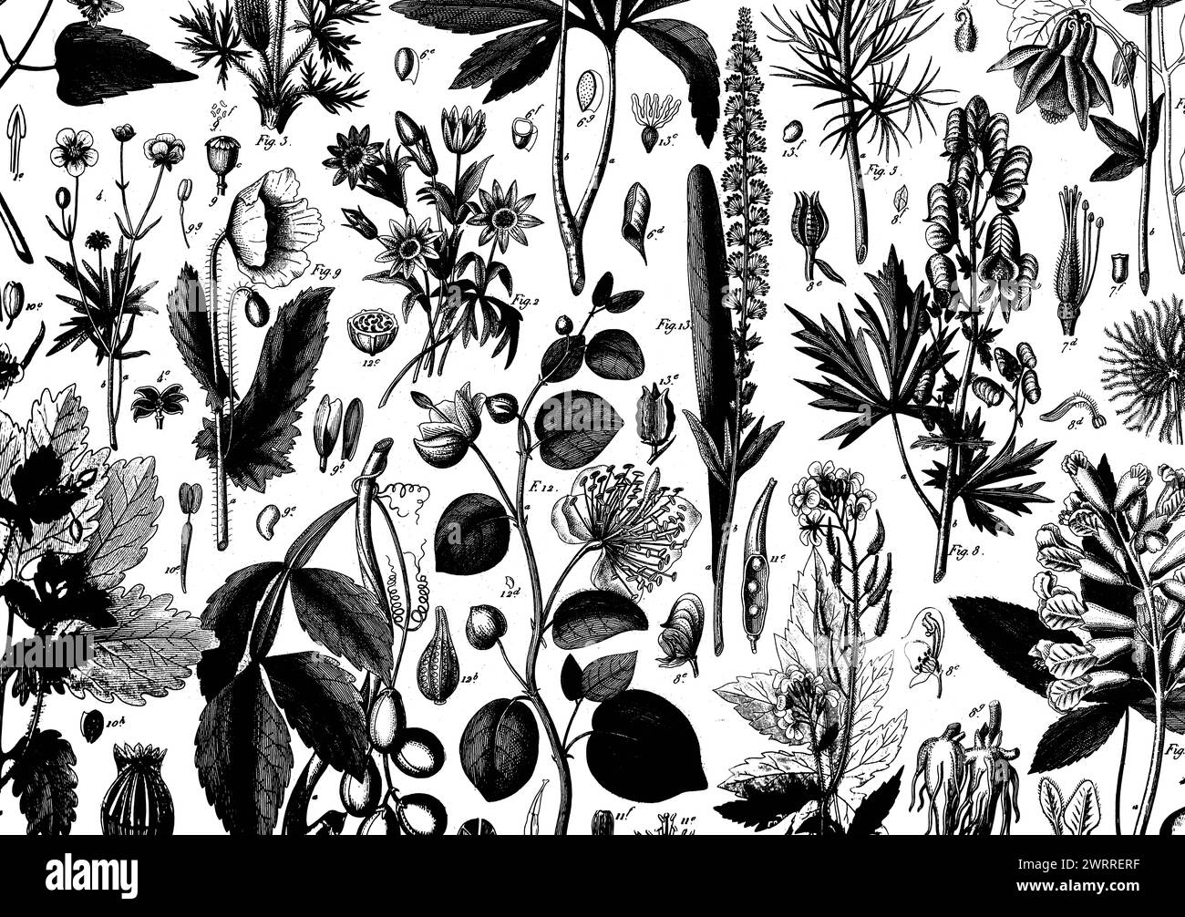 Antike schwarz-weiße Stiche verschiedener Pflanzen auf weißem Hintergrund. Stockfoto