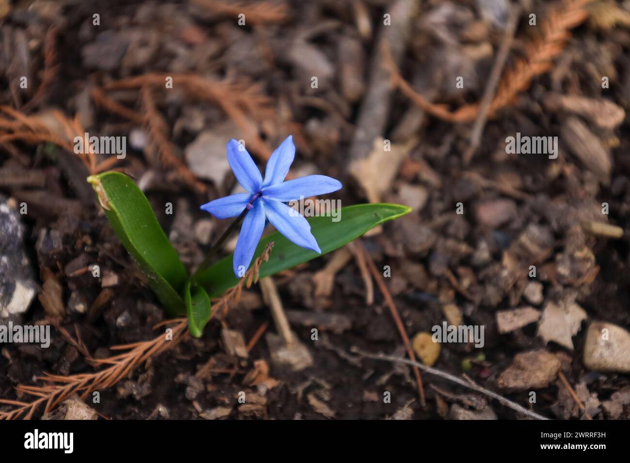 Eine Nahaufnahme von Sibirien Squill, Scilla siberica Stockfoto
