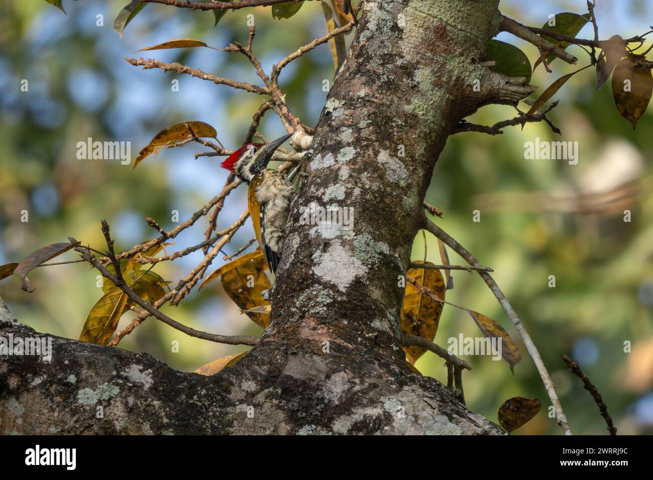 Schwarzer Flameback - Dinopium benghalense, schöner Buntspecht aus südasiatischen Wäldern, Dschungel und Wäldern, Nagarahole Tiger Reserve, Stockfoto