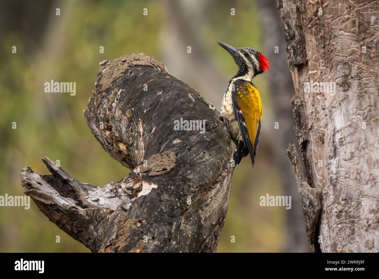 Schwarzer Flameback - Dinopium benghalense, schöner Buntspecht aus südasiatischen Wäldern, Dschungel und Wäldern, Nagarahole Tiger Reserve, Stockfoto