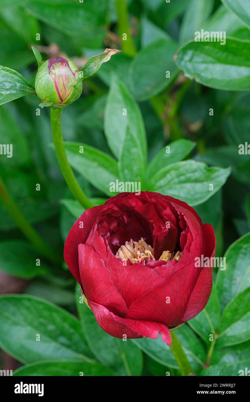 Paeonia Buckeye Belle, Pfingstrose Buckeye Belle, frühblühende Pfingstrose, tiefrote, halbdoppelte Blüten Stockfoto