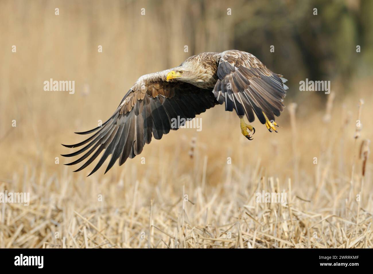 Einflug ins Schilf... Seeadler Haliaeetus albicilla im Flug, mächtiger, ausgewachsener Adler, Altvogel, größter bei uns heimischer Greifvogel in seinem typischen Lebensraum, fliegt über ein mit Schilf umstandenes Gewässer *** Seeadler Haliaeetus albicilla im Flug, beeindruckender adulter, größter einheimischer Greifvogel, der über Feuchtland fliegt, umgeben von goldenem Schilf, Wildife, Europa. Mecklenburg-Vorpommern Deutschland, Europa Stockfoto