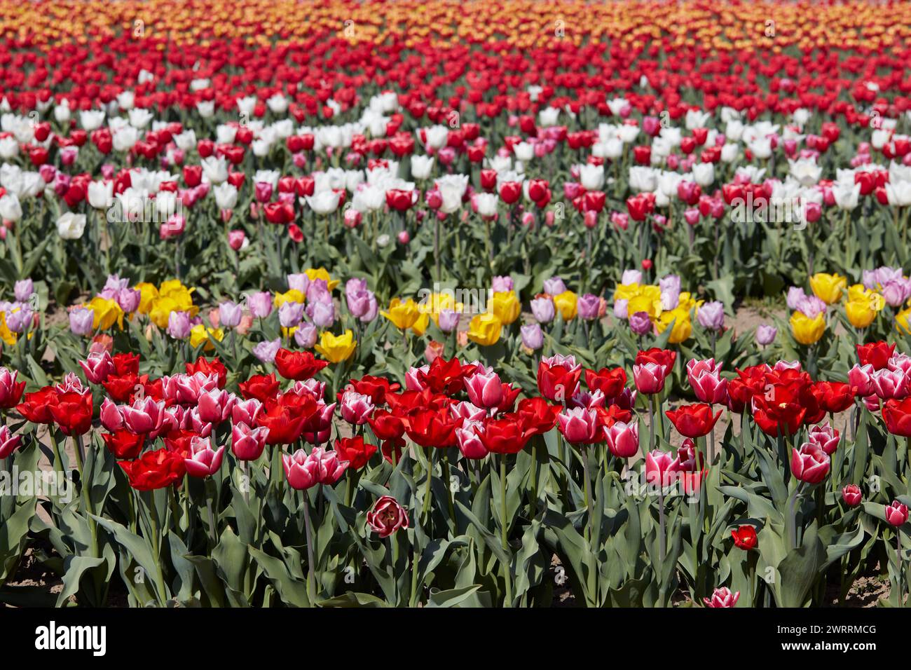 Tulpenfeld mit Blumen in roten, rosa, weißen und gelben Farben im Frühlingssonnenlicht Stockfoto