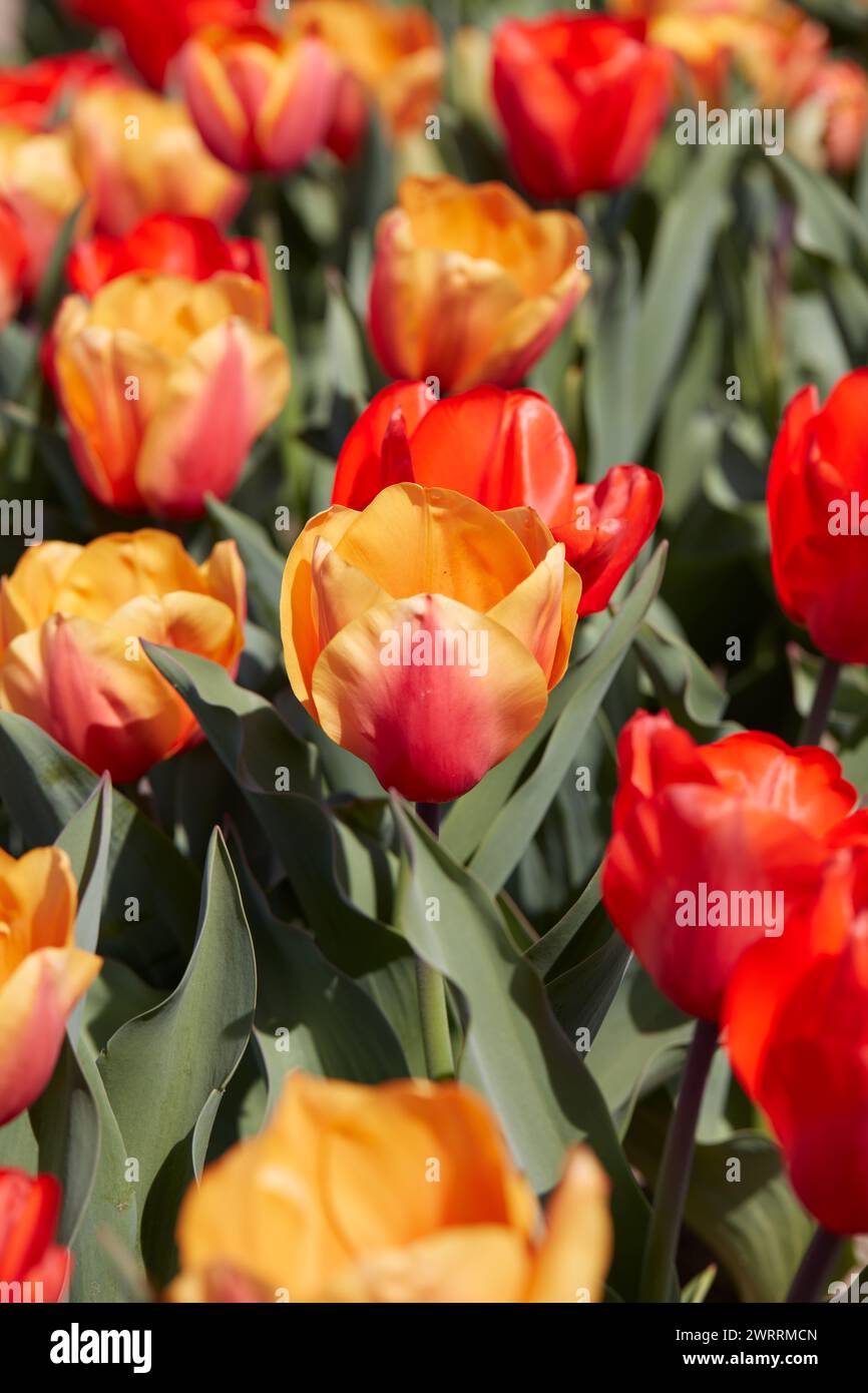 Tulpenblüten in gelben und roten Farben Makro, Feld im Frühlingssonnenlicht Stockfoto