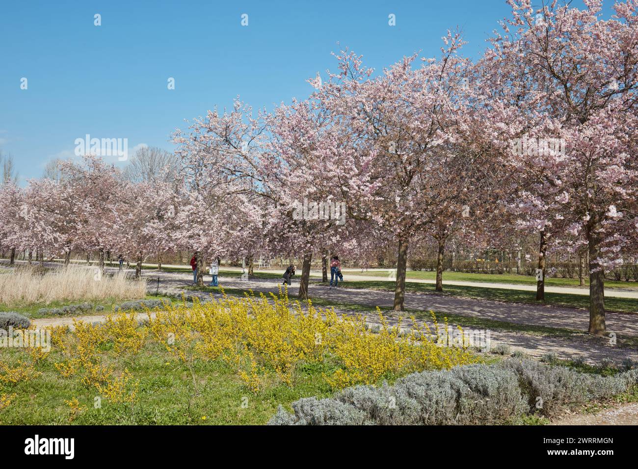 VENARIA REALE, ITALIEN - 29. MÄRZ 2023: Kirschblüte mit rosafarbenen Blüten und Menschen im Park Reggia di Venaria bei Frühlingssonne Stockfoto