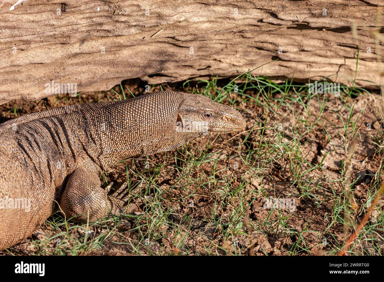 Sri Lanka, UDA-Walawe-Nationalpark, Asiatische Wasserwäscherichse (Varanus salvator) Stockfoto