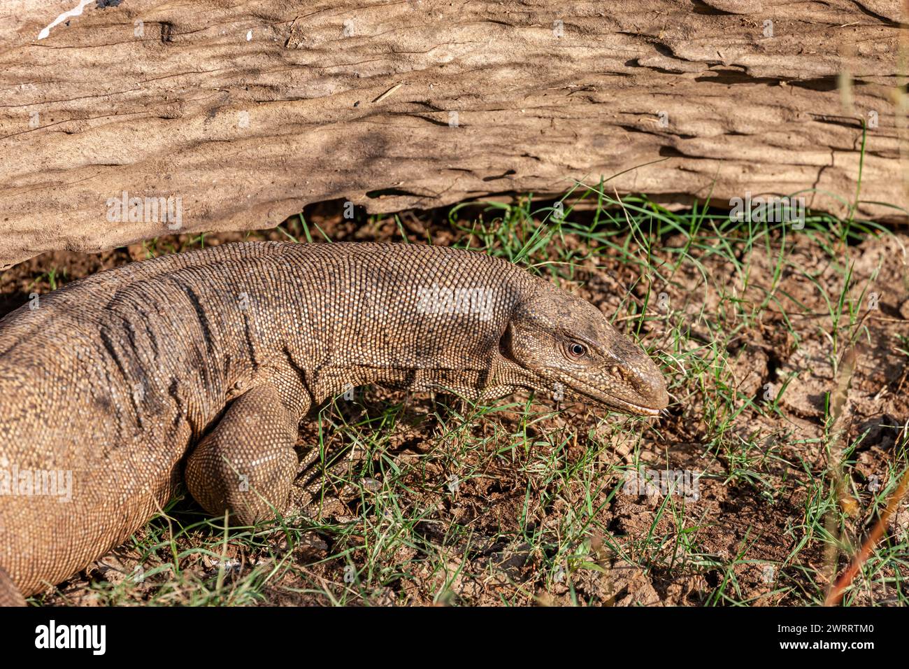 Sri Lanka, UDA-Walawe-Nationalpark, Asiatische Wasserwäscherichse (Varanus salvator) Stockfoto