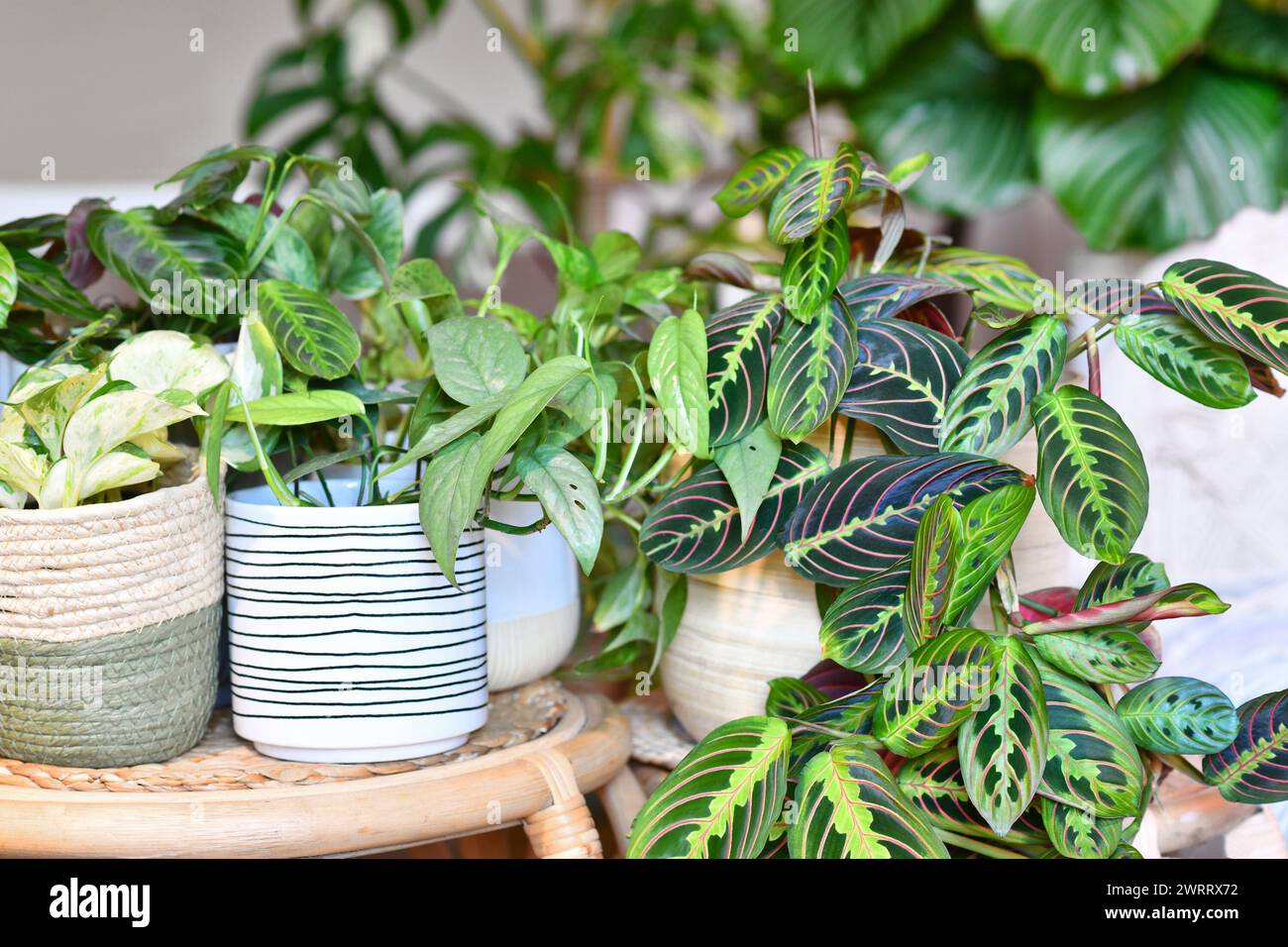 Rban-Dschungel. Verschiedene tropische Zimmerpflanzen wie Maranta, Philodendron oder Pothos in Korb Blumentöpfe auf Tischen Stockfoto