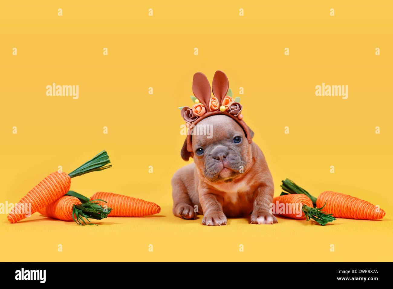 Niedliches Kitz Französisch Bulldog Hund Welpe verkleidet als Osterhase mit Kaninchenohren Stirnband und Karotten auf gelbem Hintergrund mit Kopierraum Stockfoto