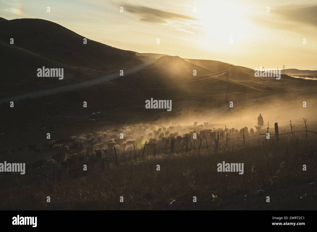 le retour paisible des moutons guidés par leur berger bien-aimé, se déroulant sous un ciel embrasé de teintes dorées. Die Nomade au Kirghizistan, Sole Stockfoto