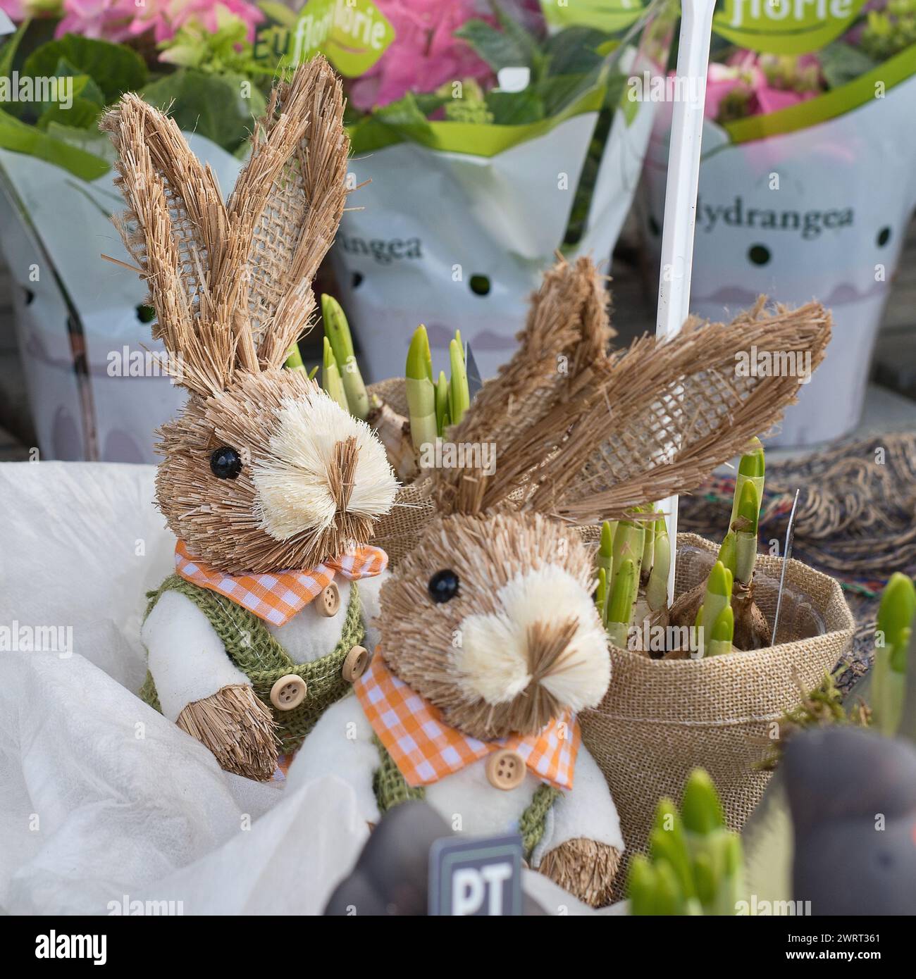 Frühjahrsverkauf von Gartenpflanzen auf der HANC Farm in Vranany, Tschechische Republik, 13. März 2024. (CTK Foto/Petr Malina) Stockfoto