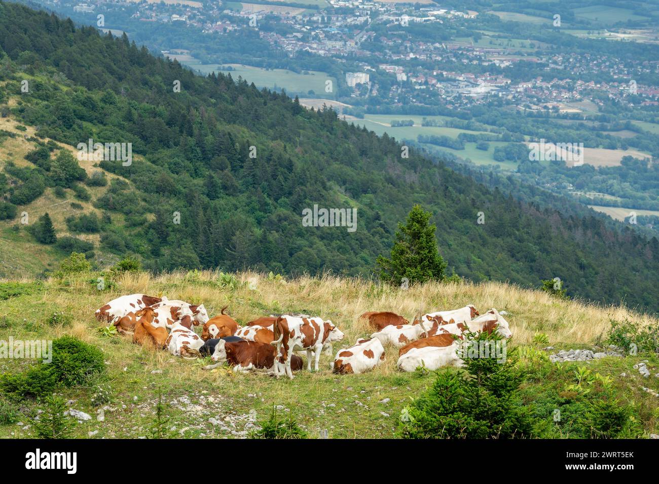 Kühe im Jura, Stadt Gex im Hintergrund, jurassische Landschaft, Frankreich Stockfoto