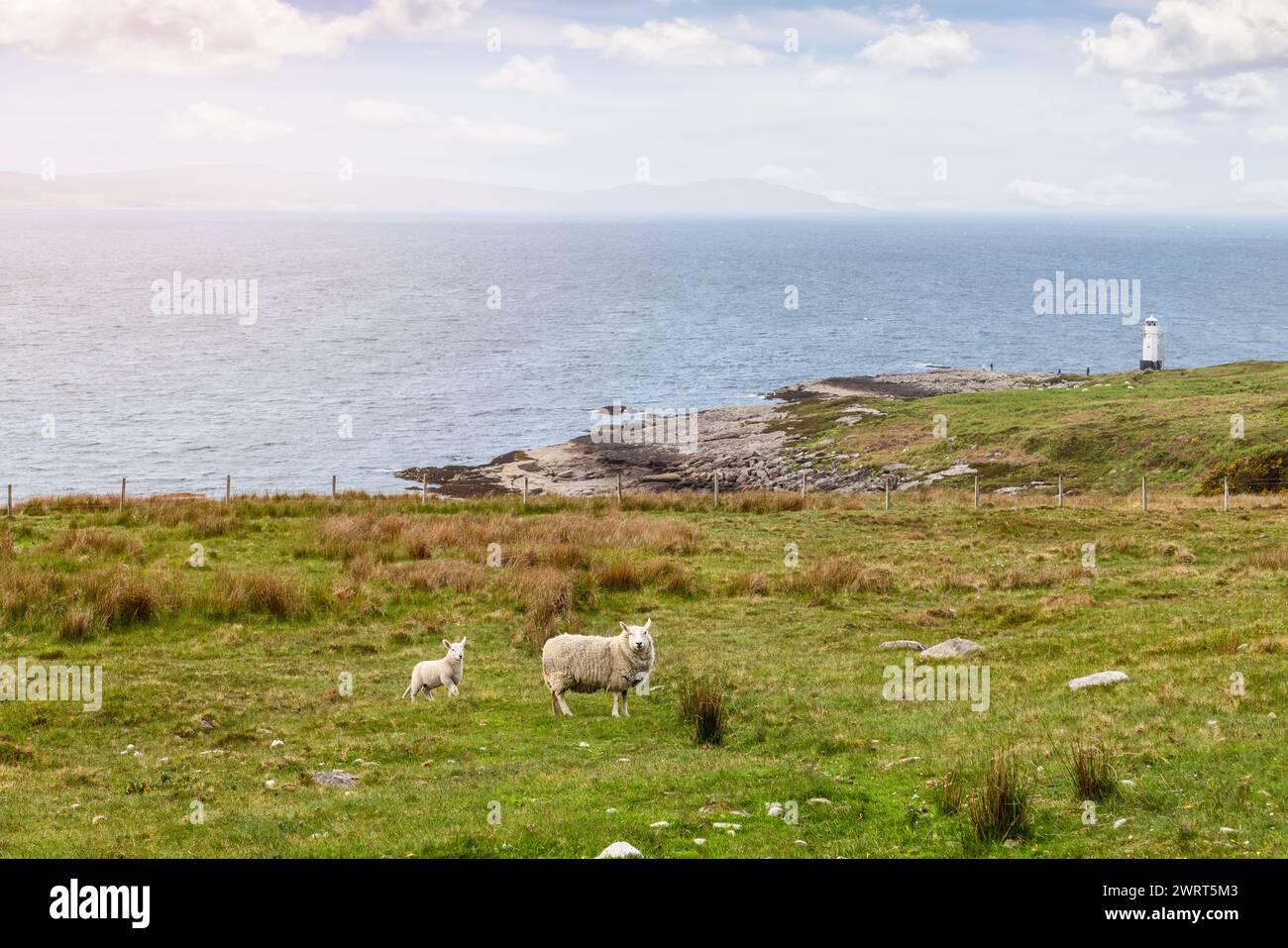 Landschaft im Highland Council, Schottland, mit einem Schaf und ihrem Lamm, das nahe der Küste weidet, unter dem wachsamen Auge eines Leuchtturms an der Küste Stockfoto