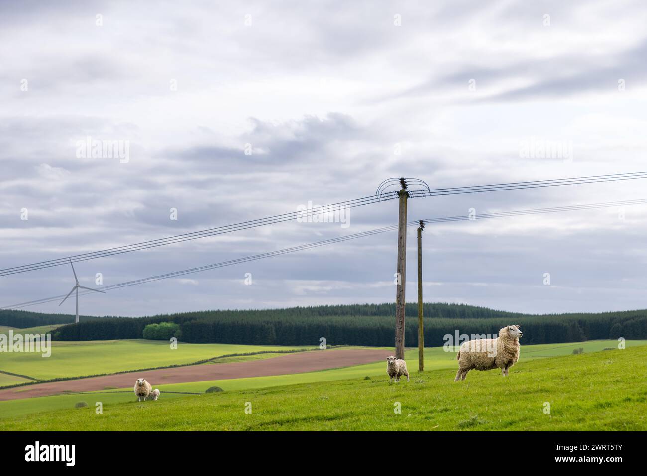 Üppige Felder Schottlands, Schafe mit ihren Lämmern durchstreifen frei, mit dem Kontrast von Stromleitungen und einer einsamen Windturbine, die den Übergang unterstreicht Stockfoto
