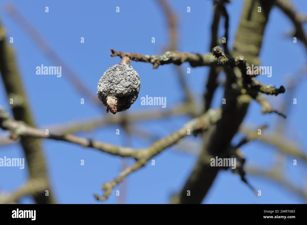 Fruchtmumie auf einem Apfelbaum. Stockfoto