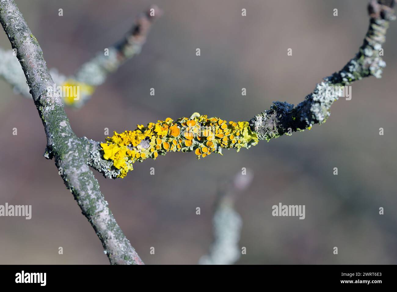 Flechten an einem Ast eines Apfelbaums im Obstgarten. Stockfoto