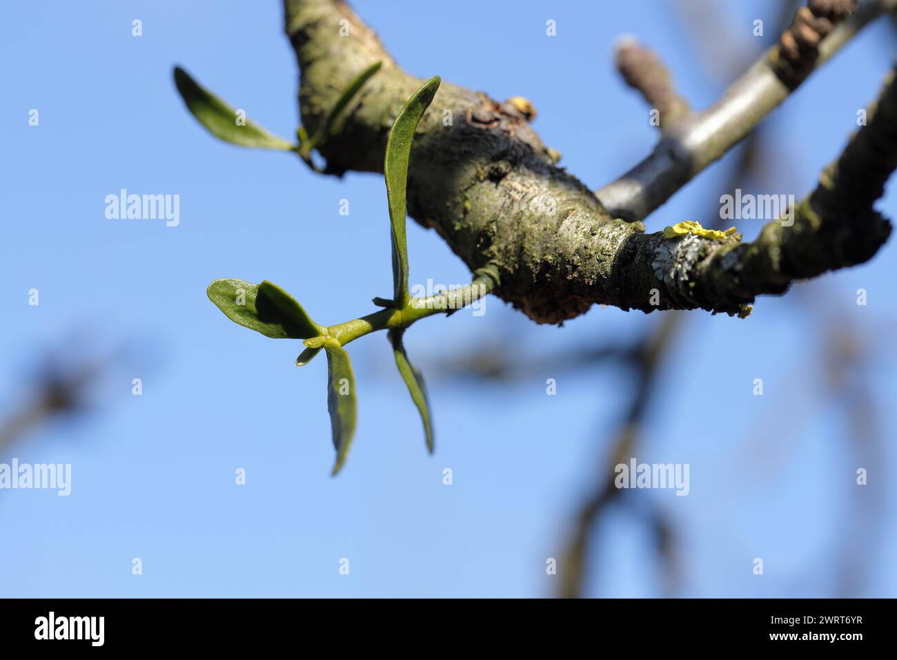 Mistel, die auf einem Apfelbaumzweig wächst. Eine junge Pflanze, ein Halbparasit von Pflanzen, der Bäume schwächt. Stockfoto