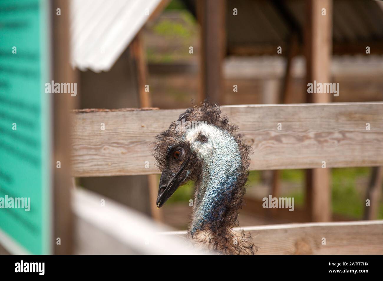 Der australische Strauß emu, bekannt als Dromaius novaehollandiae, ist der zweitgrößte lebende Vogel der Welt. Farmerzucht von Straußen Stockfoto