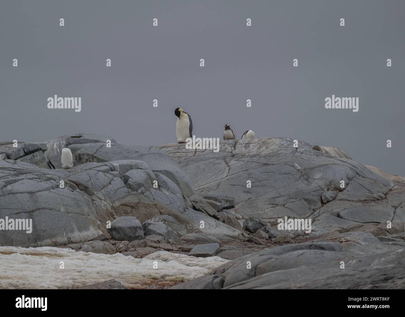 Pinguin Emperor (Aptenodytes forsteri), einsamer Erwachsener in einer Gentoo-Kolonie auf Pleneau Island, Antarktische Halbinsel, Januar 2024 Stockfoto