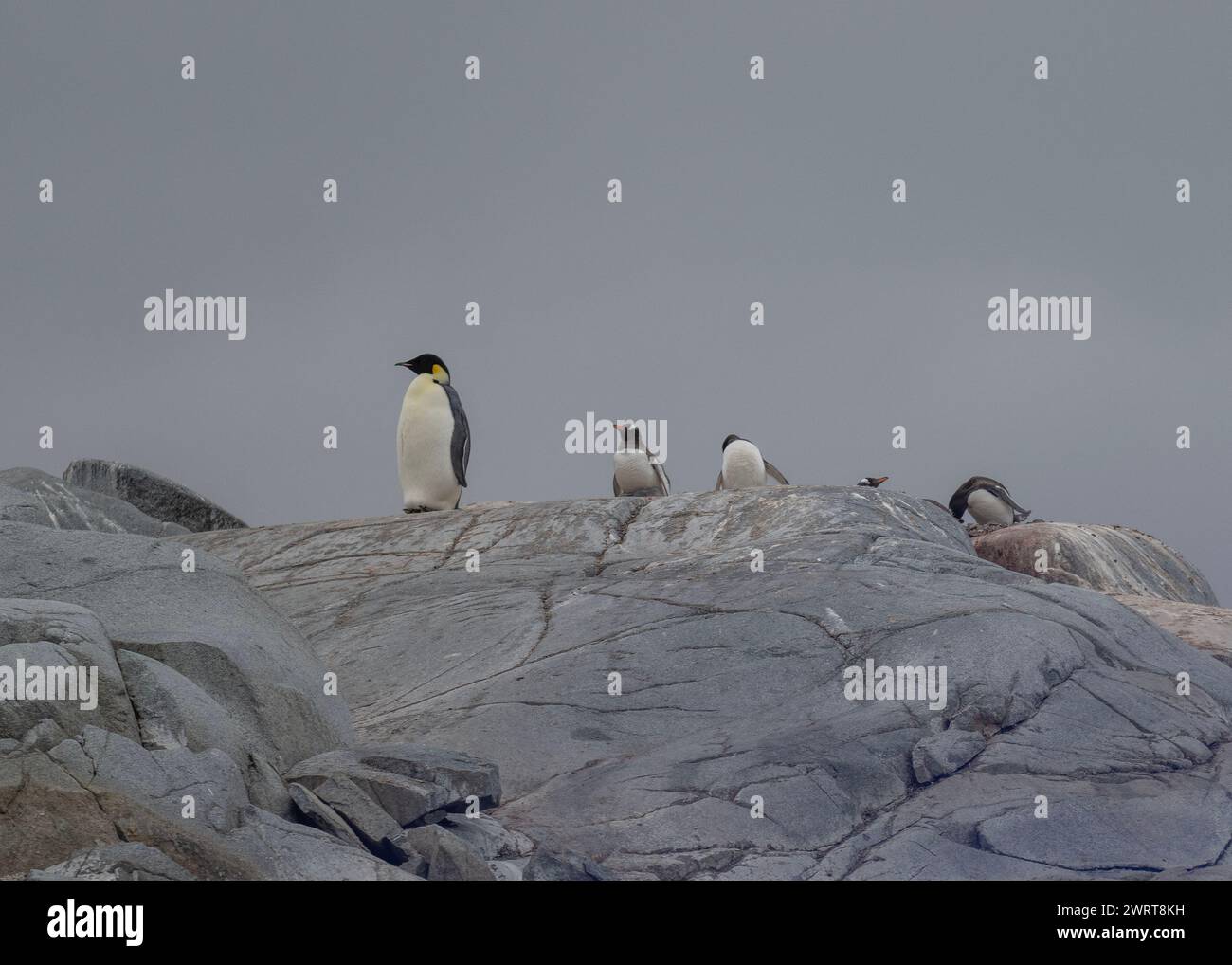 Pinguin Emperor (Aptenodytes forsteri), einsamer Erwachsener in einer Gentoo-Kolonie auf Pleneau Island, Antarktische Halbinsel, Januar 2024 Stockfoto