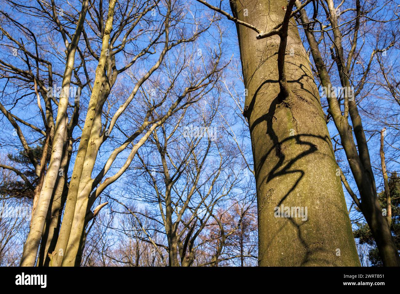 Wald am Ruhrhoehenweg in der Ardey bei Wetter an der Ruhr, Schatten eines Asts am Stamm, Nordrhein-Westfalen, Germa Stockfoto