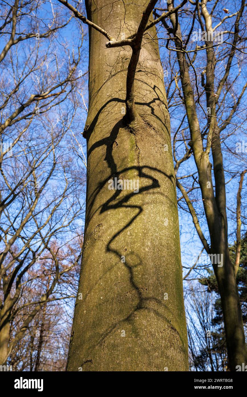 Wald am Ruhrhoehenweg in der Ardey bei Wetter an der Ruhr, Schatten eines Asts am Stamm, Nordrhein-Westfalen, Germa Stockfoto