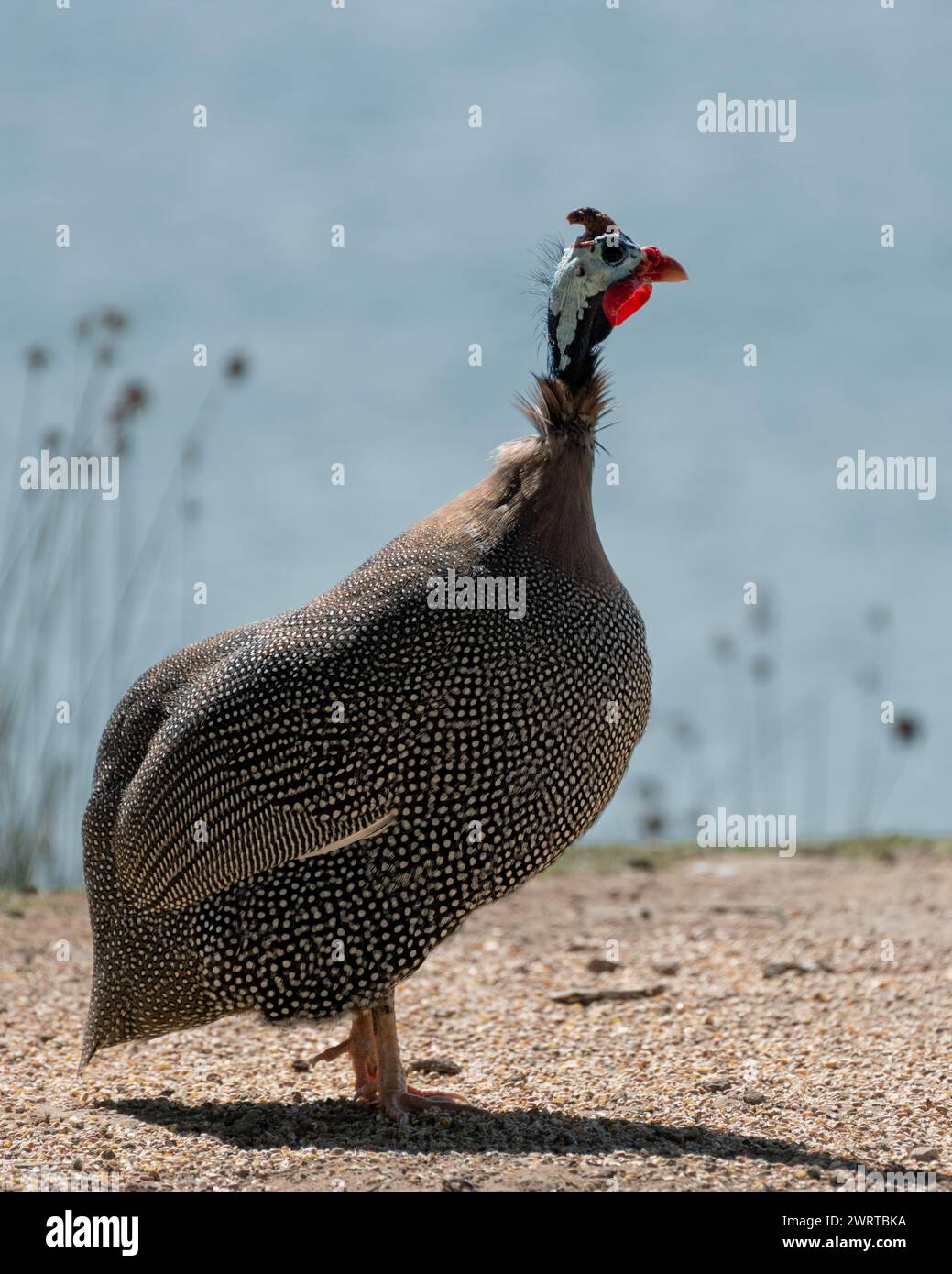 Am Ufer des Al Qudra Lake in Dubai, Vereinigte Arabische Emirate, steht ein einsamer Guineafuw mit Helm (numida meleagris). Stockfoto