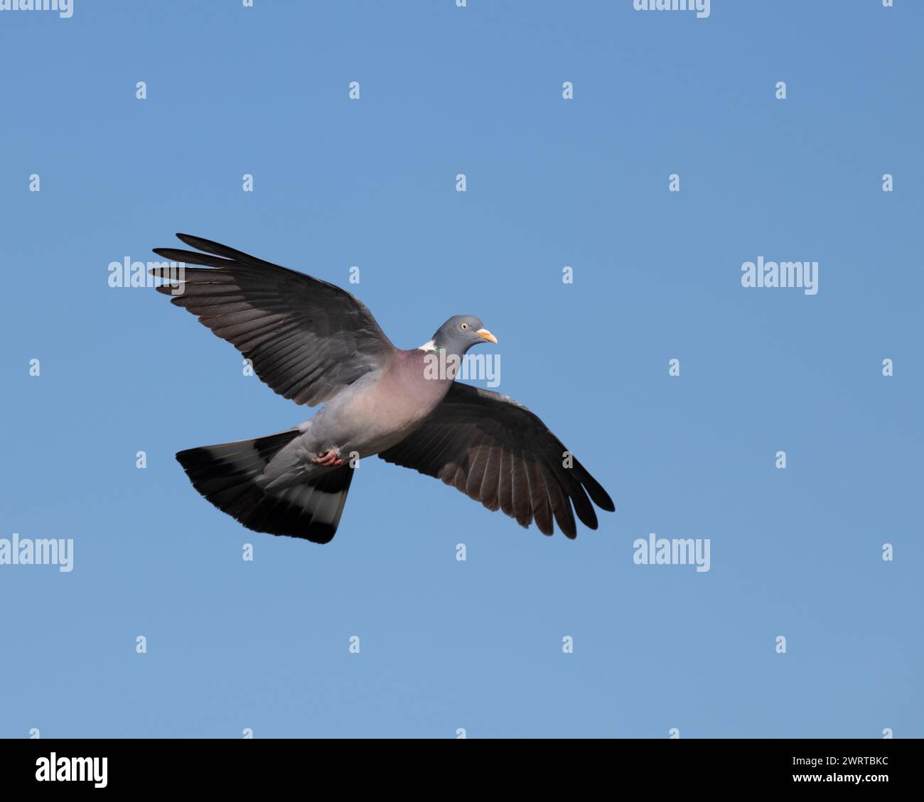 Gemeine Holztaube (columba palumbus) im Flug mit ihren Flügeln weit offen gegen den blauen Himmel. Stockfoto