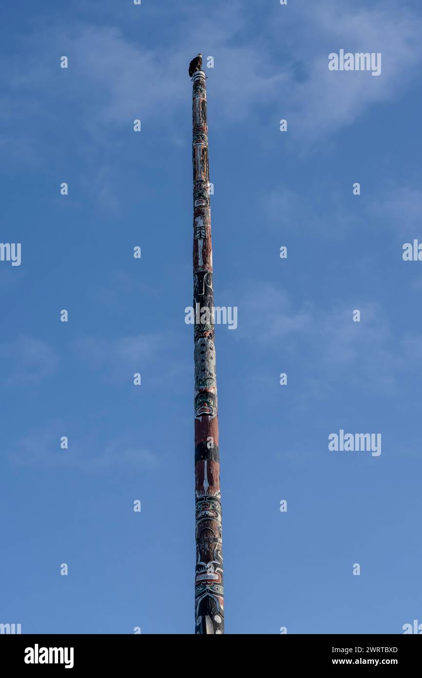 Ein Weißkopfseeadler (Haliaeetus leucocephalus), der auf dem Story Pole im Beacon Bill Park in Victoria, British Columbia, Kanada thront. Stockfoto
