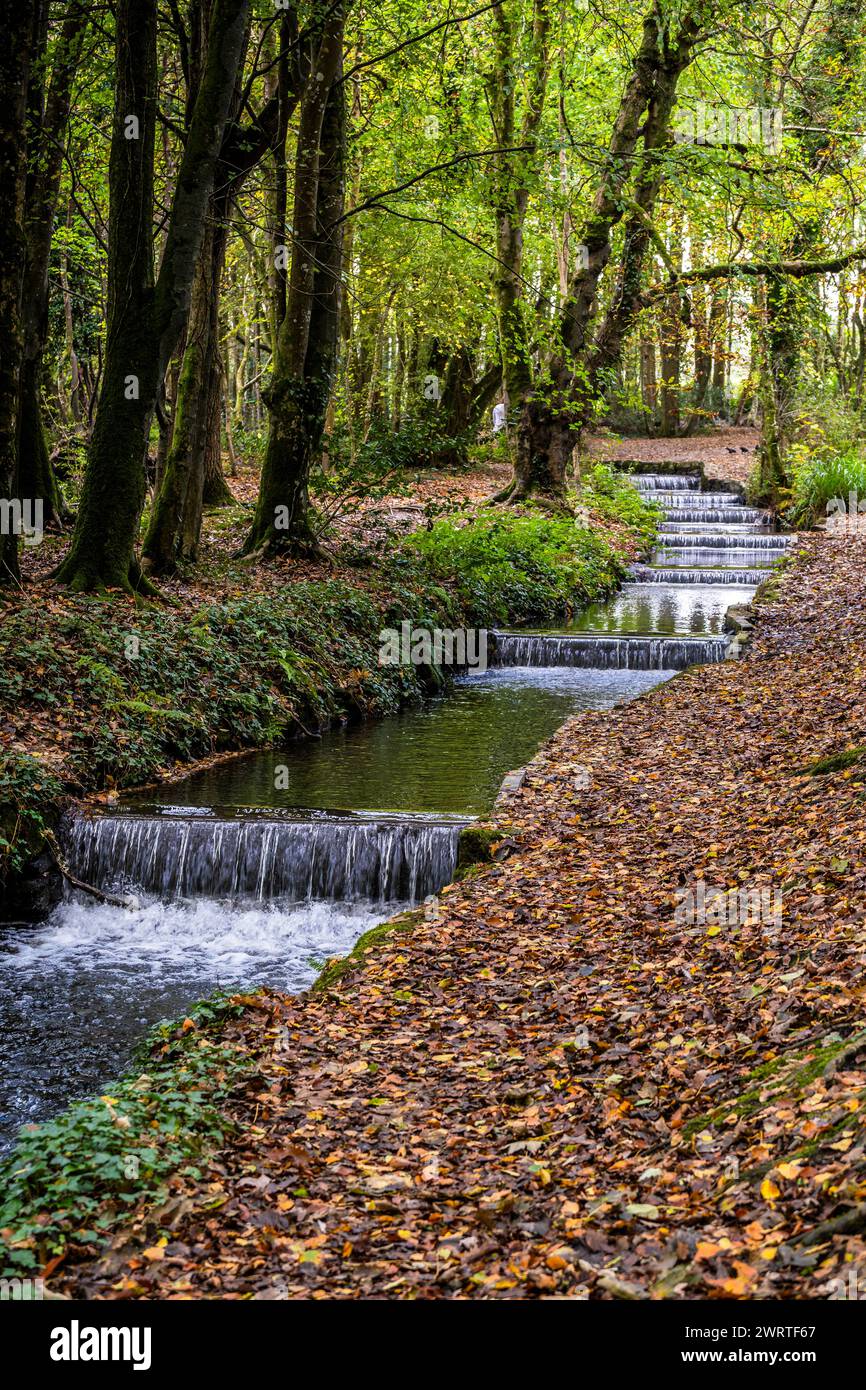 Der Tehidy Stream fließt über eine Reihe von Kaskaden im Tehidy Woods Country Park in Cornwall, Großbritannien. Stockfoto