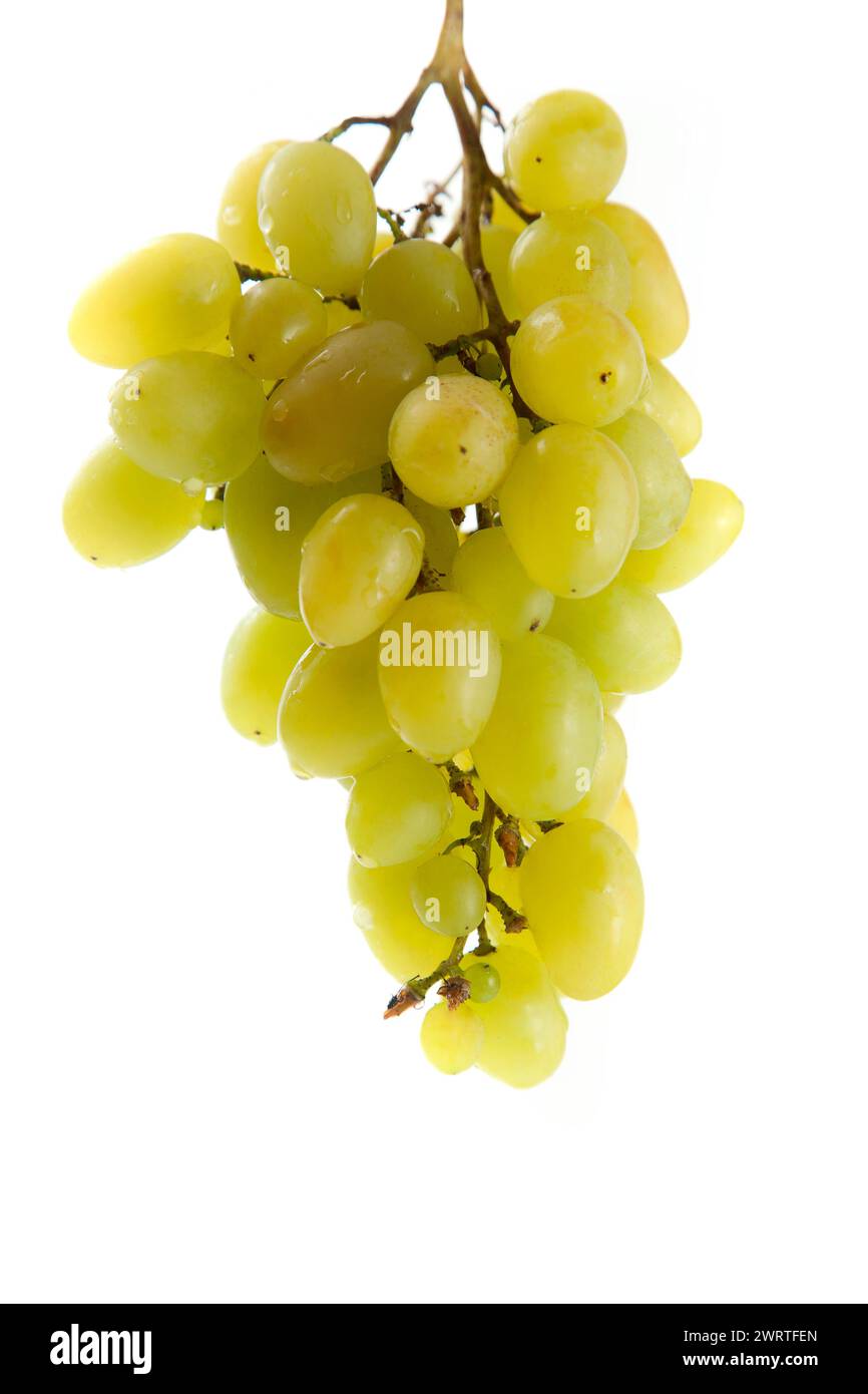 Großer Haufen reifer grüner Trauben isoliert auf weißem Hintergrund. Weißweintrauben mit weichem Schatten isoliert auf weiß. Stockfoto